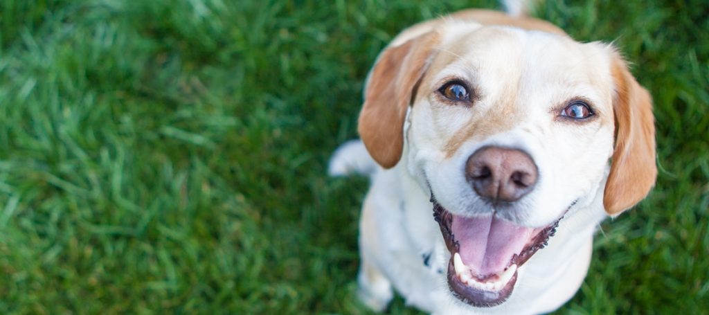 artificial-intelligence-translation-device-for-animals-1024×455